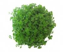 PILEA DE SAO PAULO
