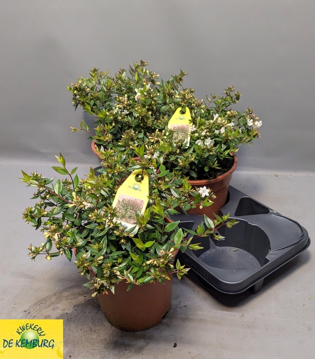 <h4>ABEL GRANDIFLORA</h4>