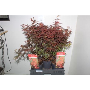 Acer Pa Atropurpureu