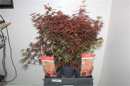 Acer Pa Atropurpureu