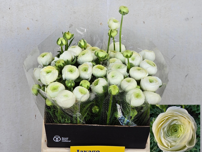 <h4>RAN AAZUR WHITE</h4>