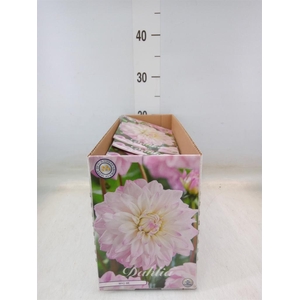 Dahlia ...flowerbulbs