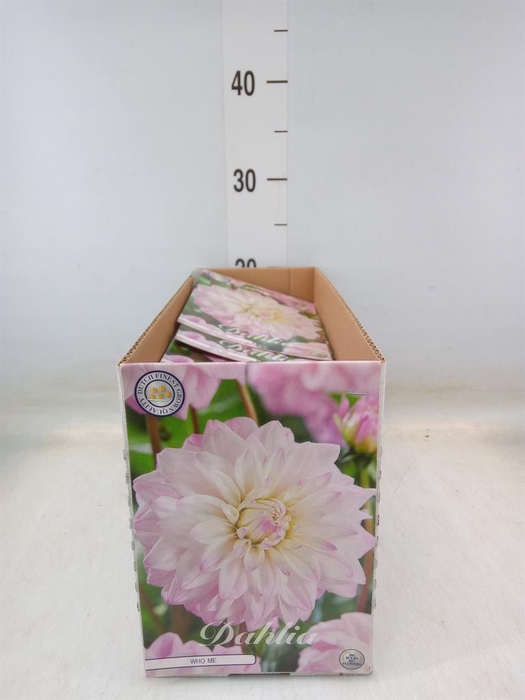 <h4>Dahlia   ...flowerbulbs</h4>