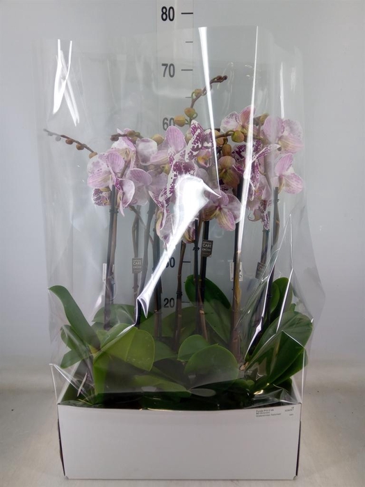 <h4>Phalaenopsis   ...</h4>