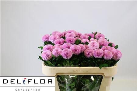 <h4>CHR G OV ROSE</h4>