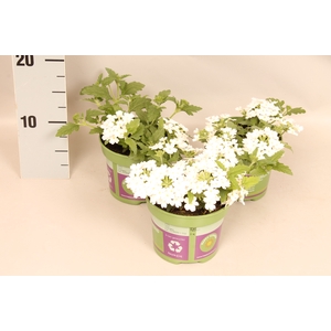 Verbena White