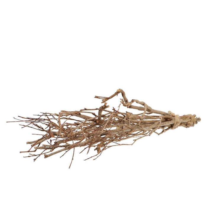 <h4>Nature Tea Bush 65cm Per Bundel Nm</h4>