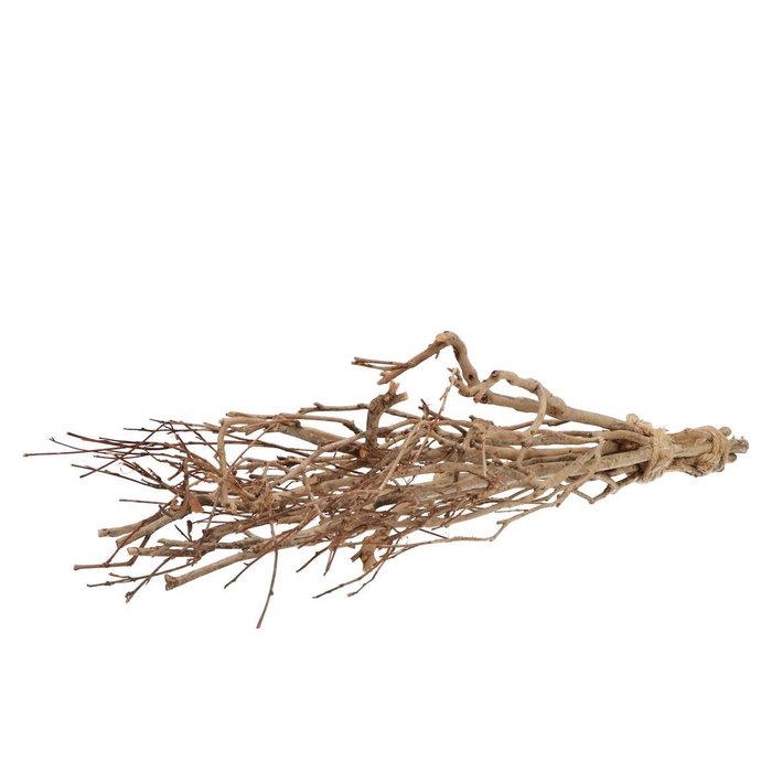 <h4>Nature Tea Bush 65cm P/bundel Nm</h4>