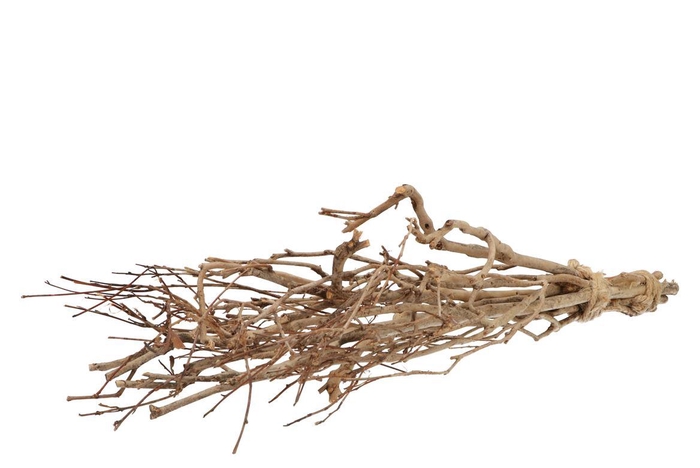 Nature Tea Bush 65cm P/bundel Nm