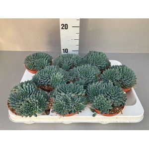 Echeveria   ...