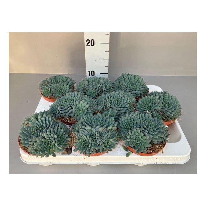 <h4>Echeveria   ...</h4>
