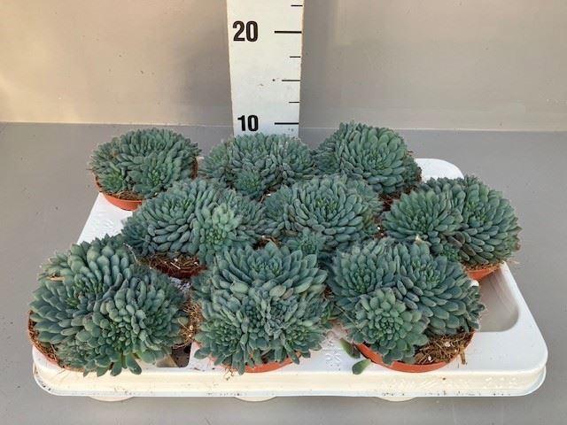 <h4>Echeveria   ...</h4>