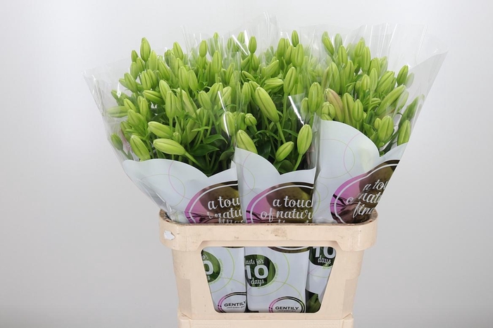 <h4>Li La Tirreno</h4>