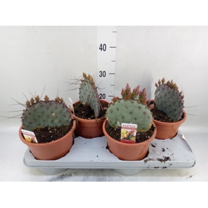 Opuntia azurea