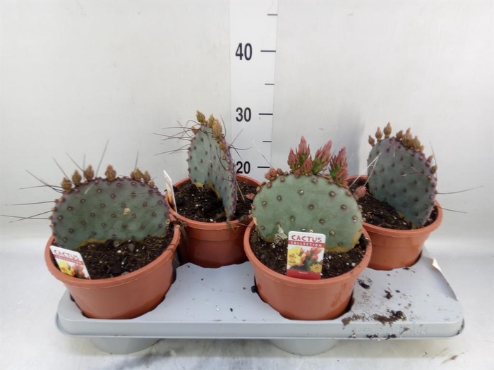 <h4>Opuntia azurea</h4>