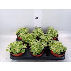 Helichrysum splendidum