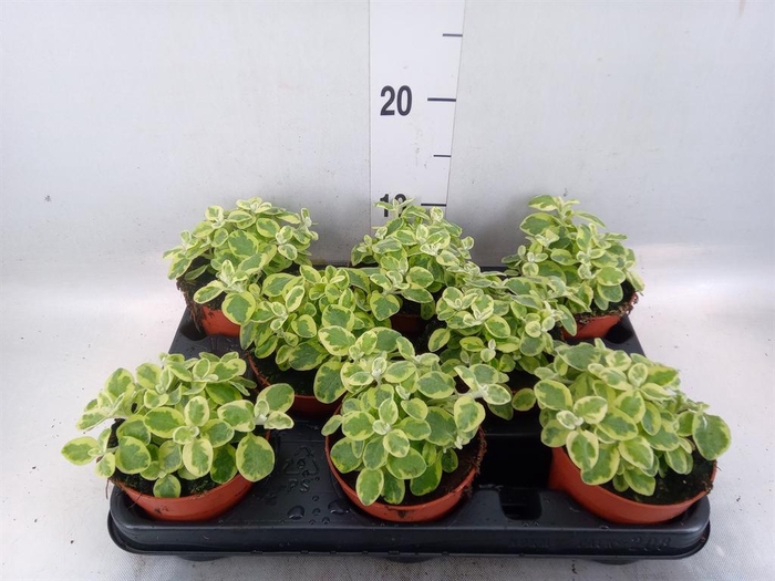 <h4>Helichrysum splendidum</h4>