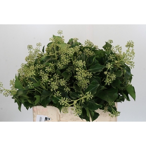 Hedera Bundle Piazza