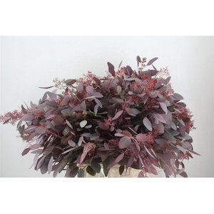 Euca Populus Berry 300gr Abs Red P Bunch