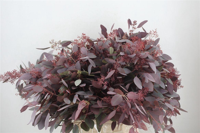 <h4>Euca Populus Berry 300gr Abs Red P Bunch</h4>