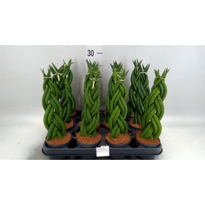 Sansevieria cyl.  ...