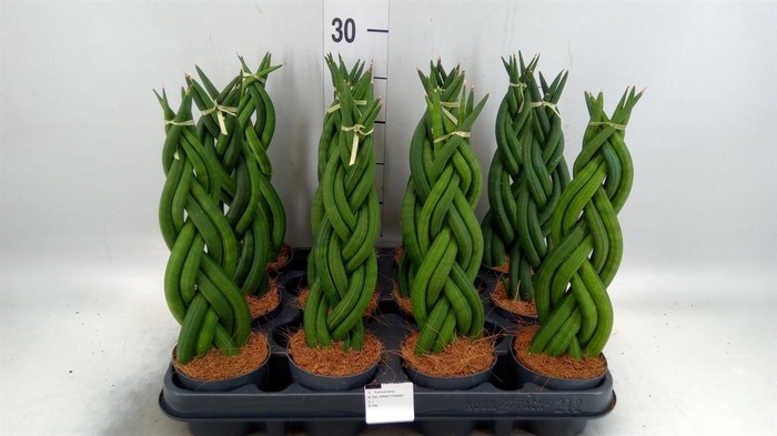 <h4>Sansevieria cyl.  ...</h4>