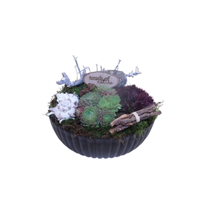 Arr. Sempervivum L%