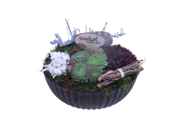 <h4>Arr. Sempervivum L%</h4>