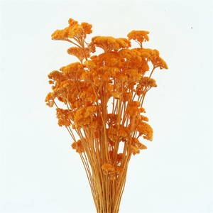 Dried Achillea Pastel Orange