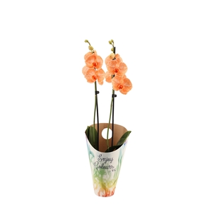 Enjoy Potcover Phal I Am Orange 2T14+