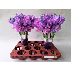 Lathyrus Purple Magic