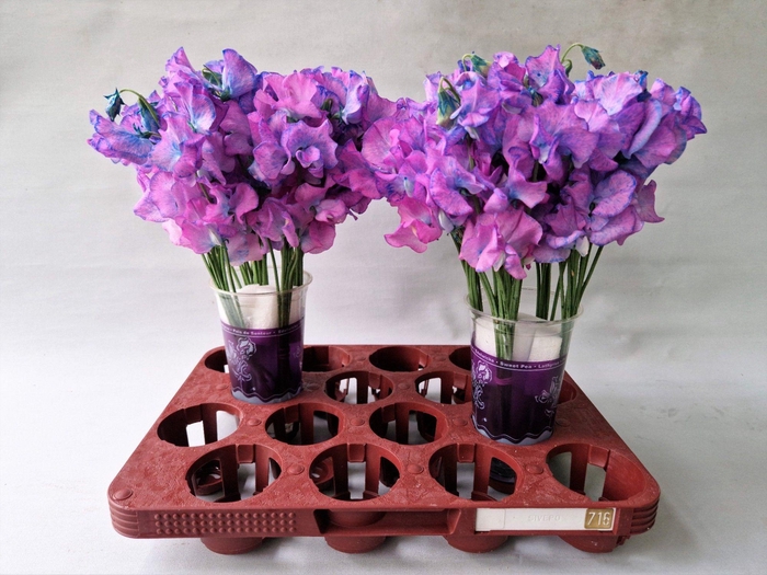 <h4>Lathyrus Purple Magic</h4>