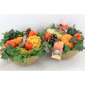 arr4 Sierfruit MB - Kunststof coupe x5