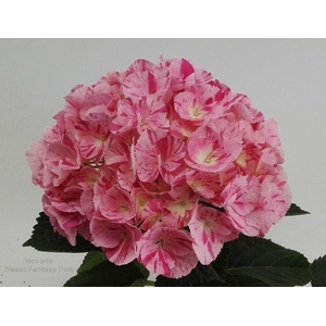 Hydrangea Hovaria Sweet Fantasy Pink