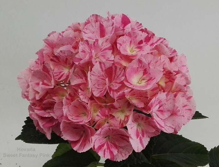 <h4>Hydrangea Hovaria Sweet Fantasy Pink</h4>