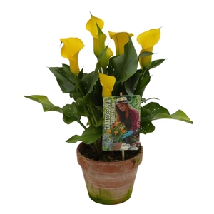 Zantedeschia Garden Dream 'Captain Solo' in rustieke stenen pot