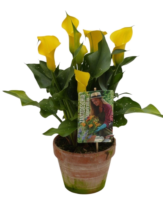 <h4>Zantedeschia Garden Dream 'Captain Solo' in rustieke stenen pot</h4>