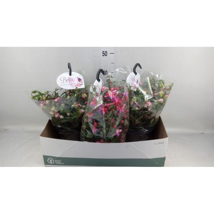 <h4>Fuchsia  'Bella Fuchsia'  .mix hang</h4>