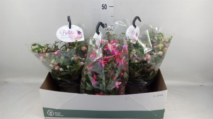 Fuchsia  'Bella Fuchsia'  .mix hang