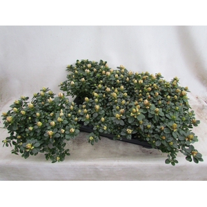 RHODO SI SACHSEN GEM