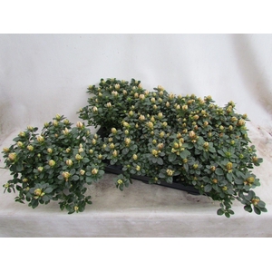 RHODO SI SACHSEN GEM