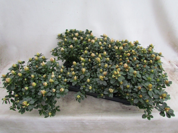 <h4>RHODO SI SACHSEN GEM</h4>