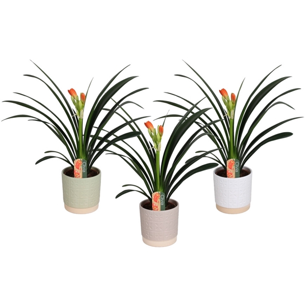 <h4>Clivia miniata in Julia keramiek</h4>