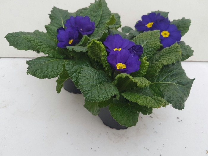 <h4>Primula acaulis blauw</h4>