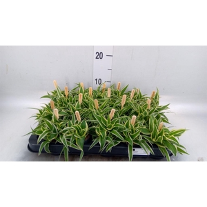 Chlorophytum com. 'Ocean'