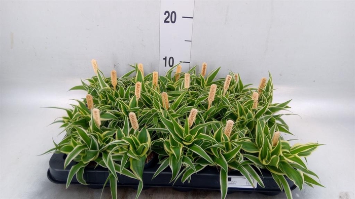 <h4>Chlorophytum com. 'Ocean'</h4>