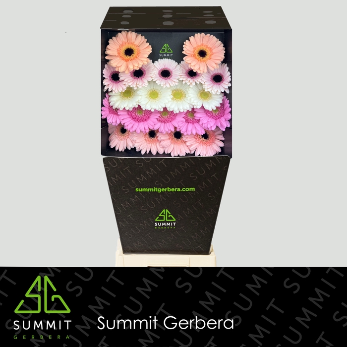 <h4>GE MI MIXED PASTEL DIAMOND</h4>