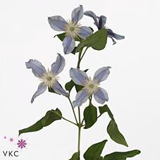 Clematis star river