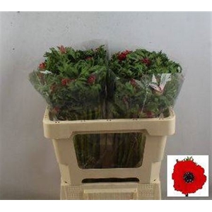 Anem Co Galil Rood