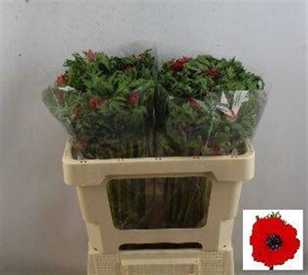 Anem Co Galil Rood
